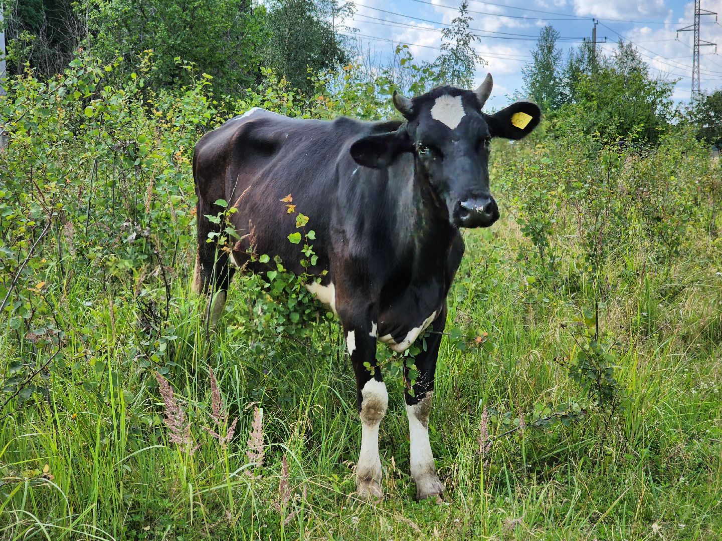 Одинцово, Зайцево, сельское хозяйство, молоко, ферма,