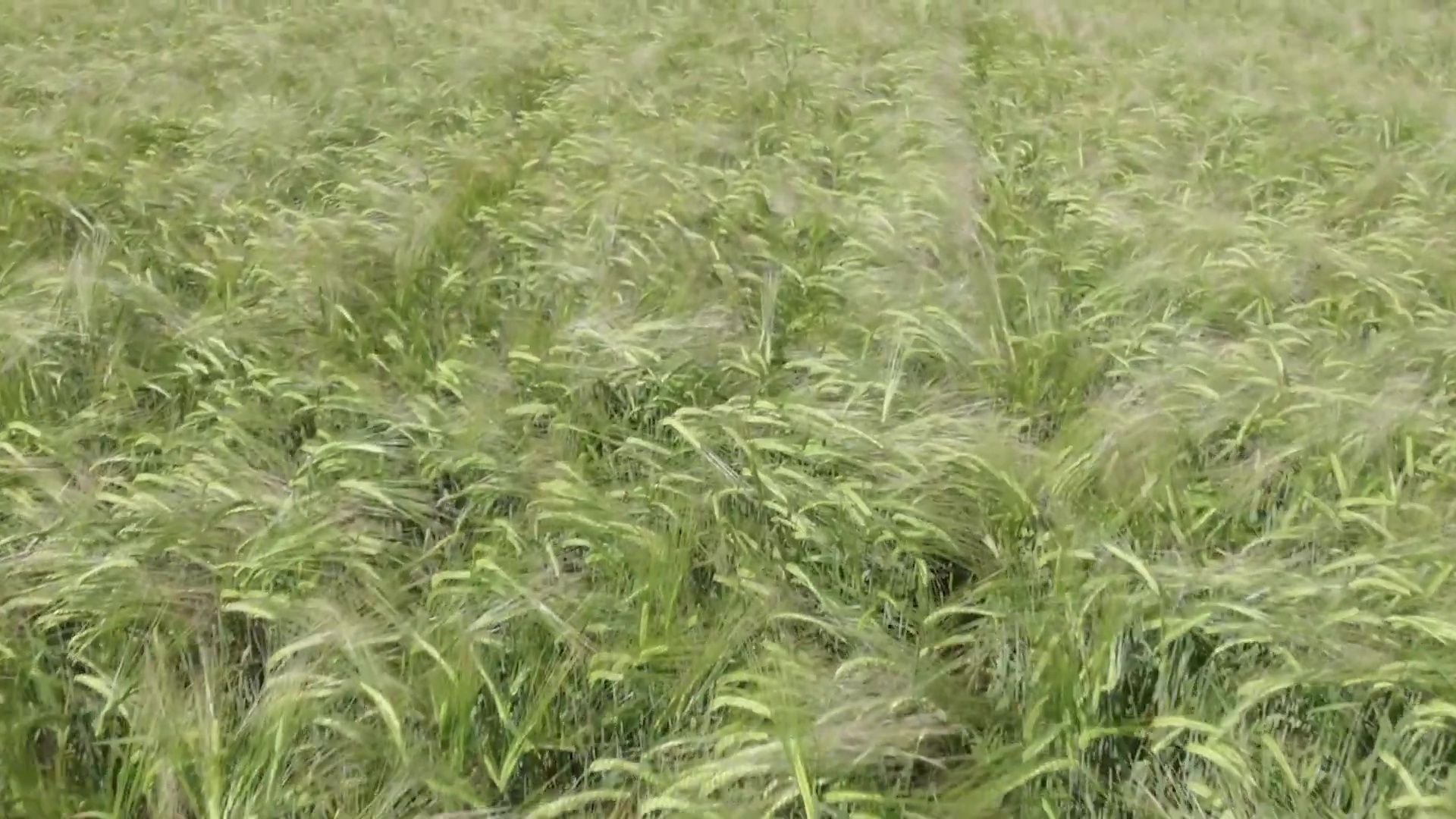 Реутов, песня, патриотизм, певица, Екатерина Марулина, Россия