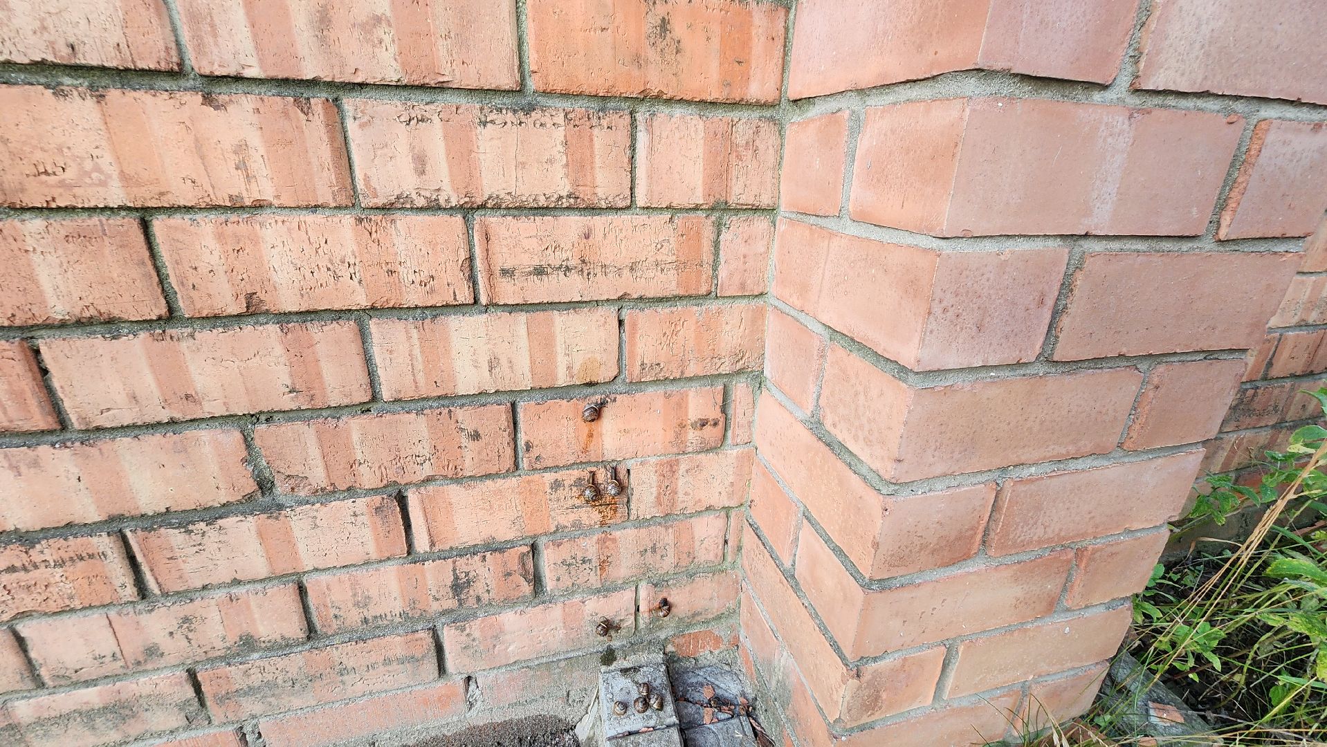 Пушкино, Пушкинский округ, улитки, садоводы, природа, экология, общество