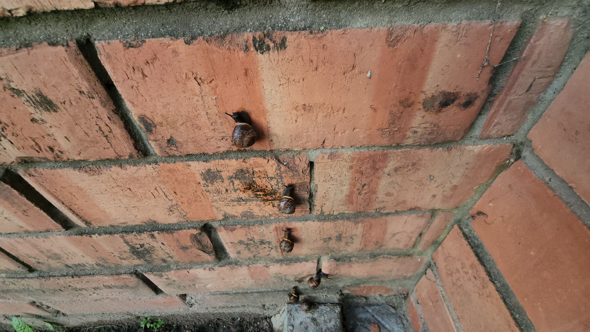 Пушкино, Пушкинский округ, улитки, садоводы, природа, экология, общество