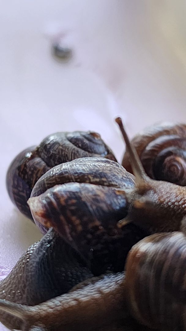 Пушкино, Пушкинский округ, улитки, садоводы, природа, экология, общество