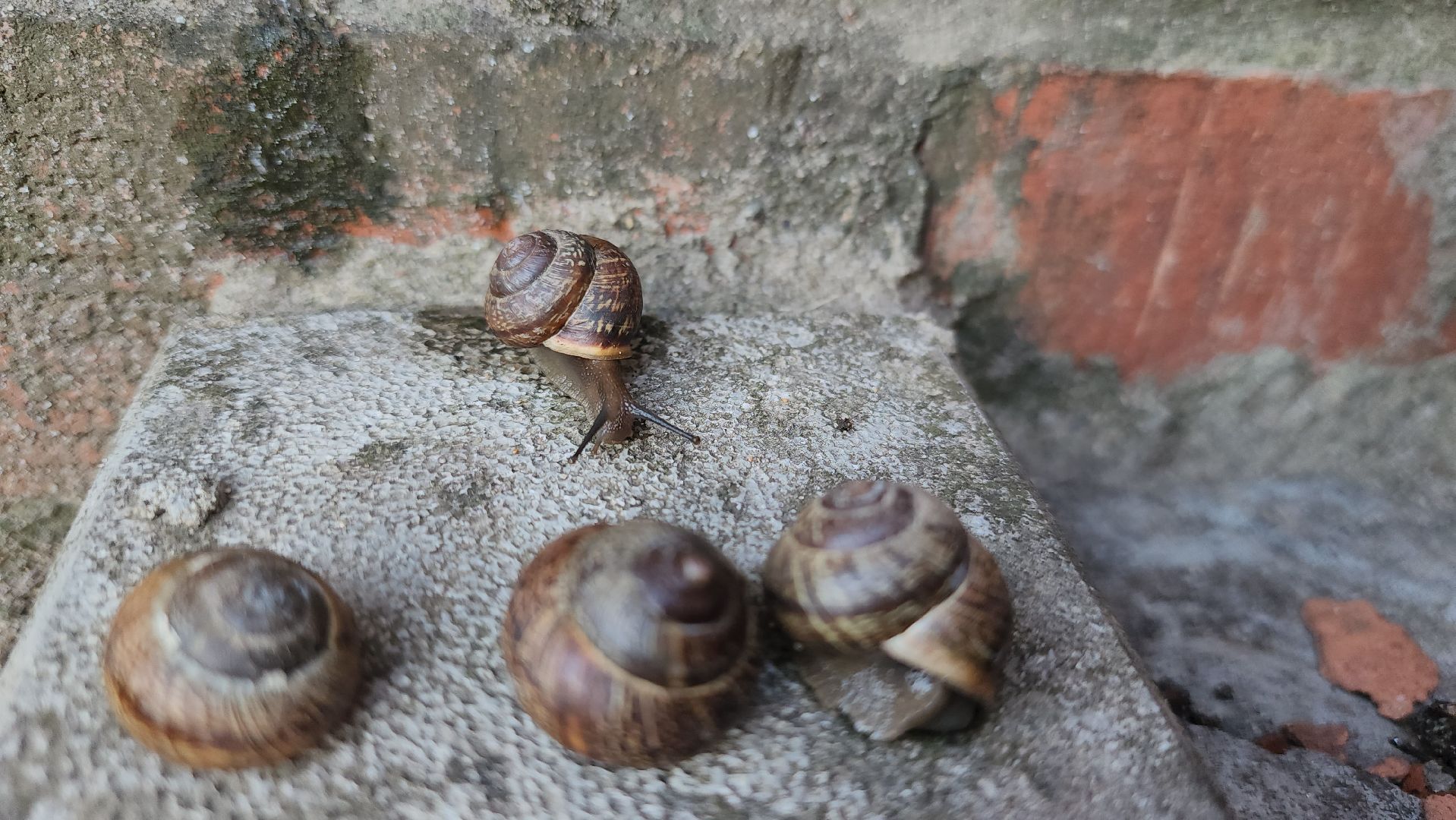 Пушкино, Пушкинский округ, улитки, садоводы, природа, экология, общество