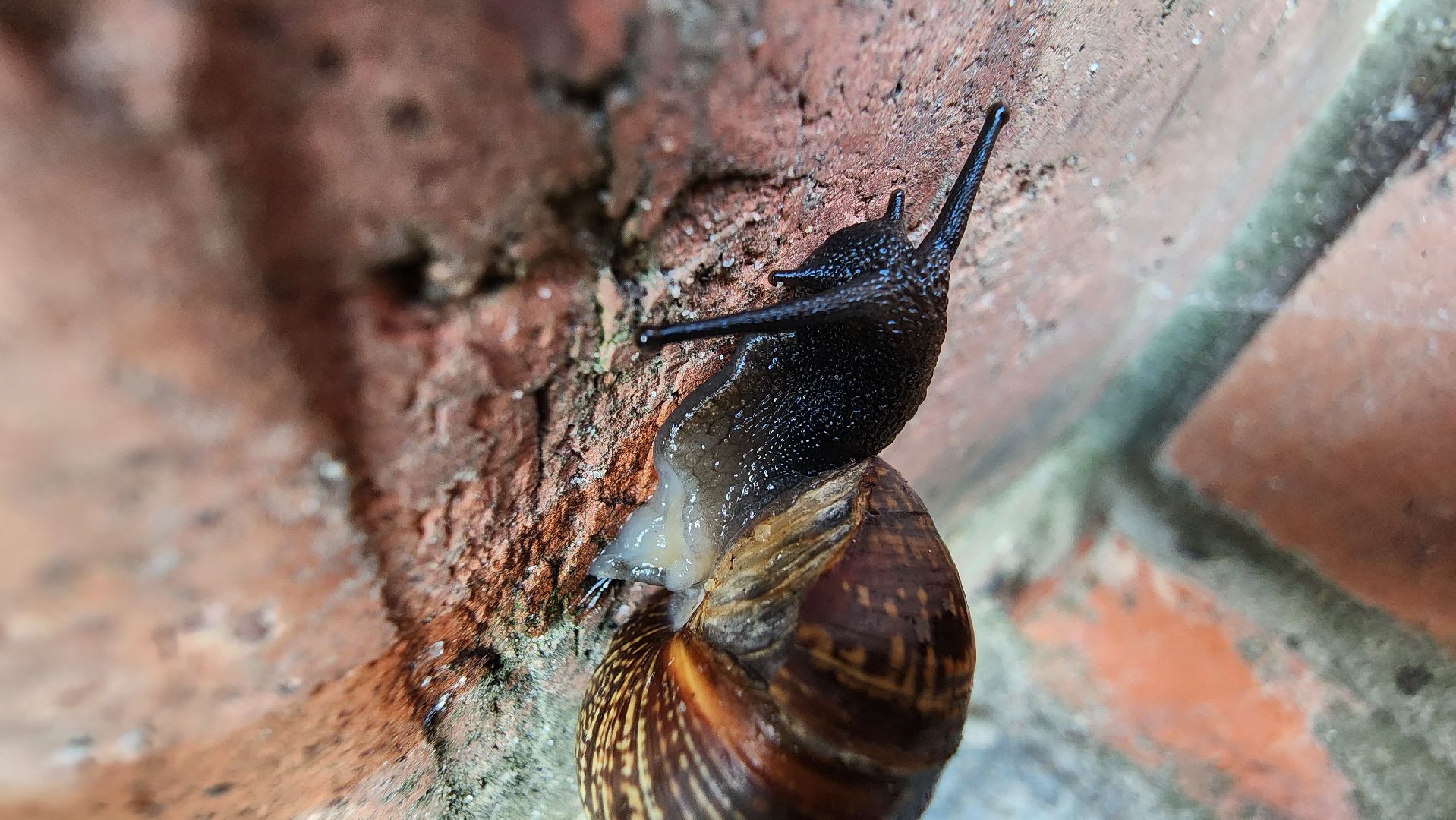 Пушкино, Пушкинский округ, улитки, садоводы, природа, экология, общество