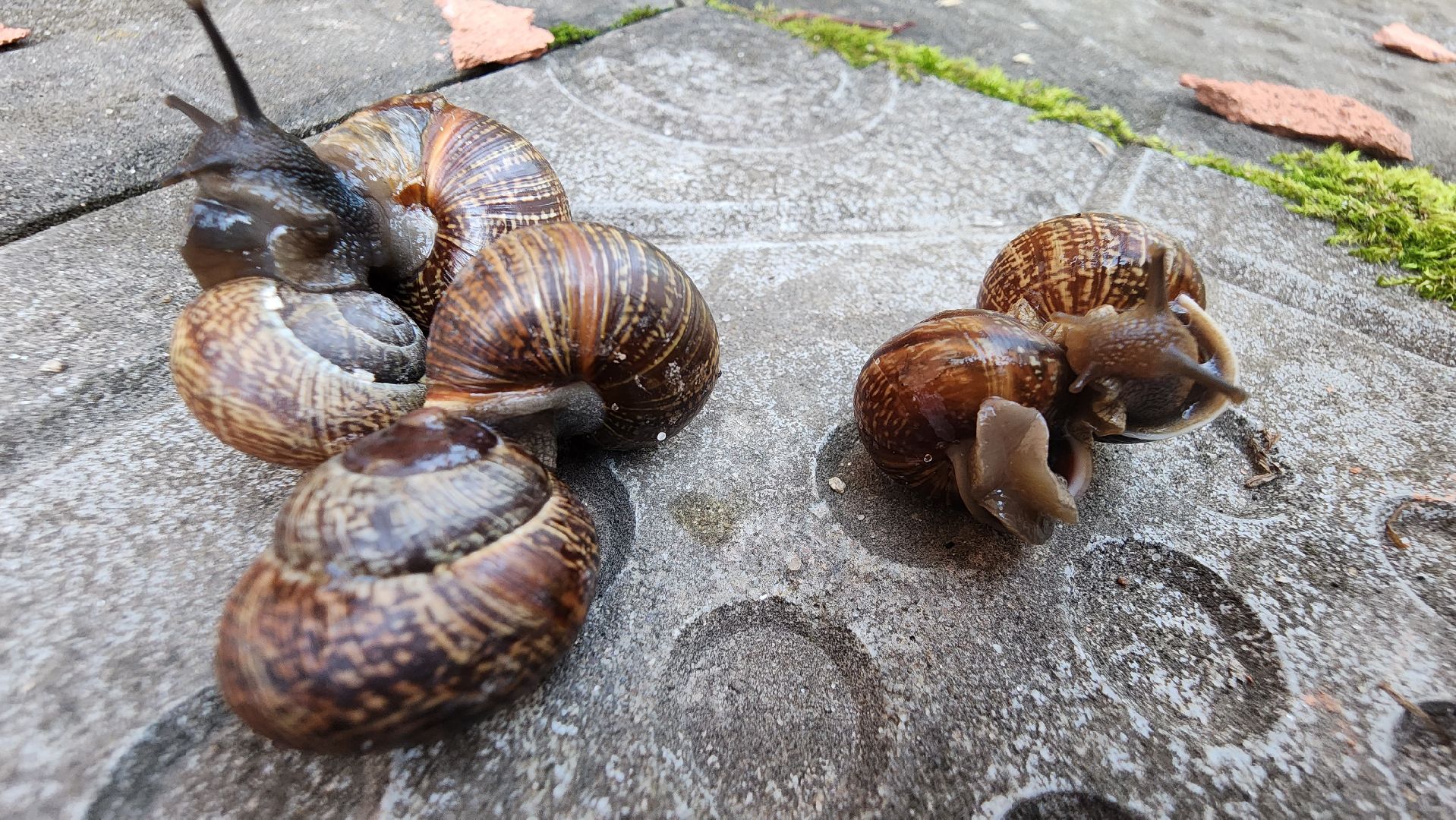 Пушкино, Пушкинский округ, улитки, садоводы, природа, экология, общество