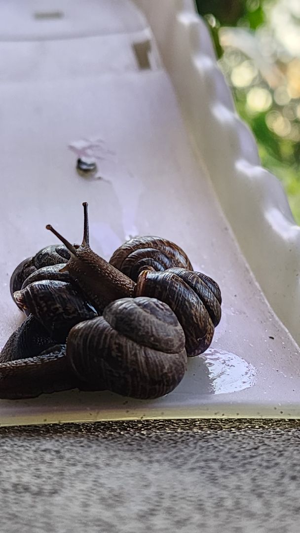 Пушкино, Пушкинский округ, улитки, садоводы, природа, экология, общество