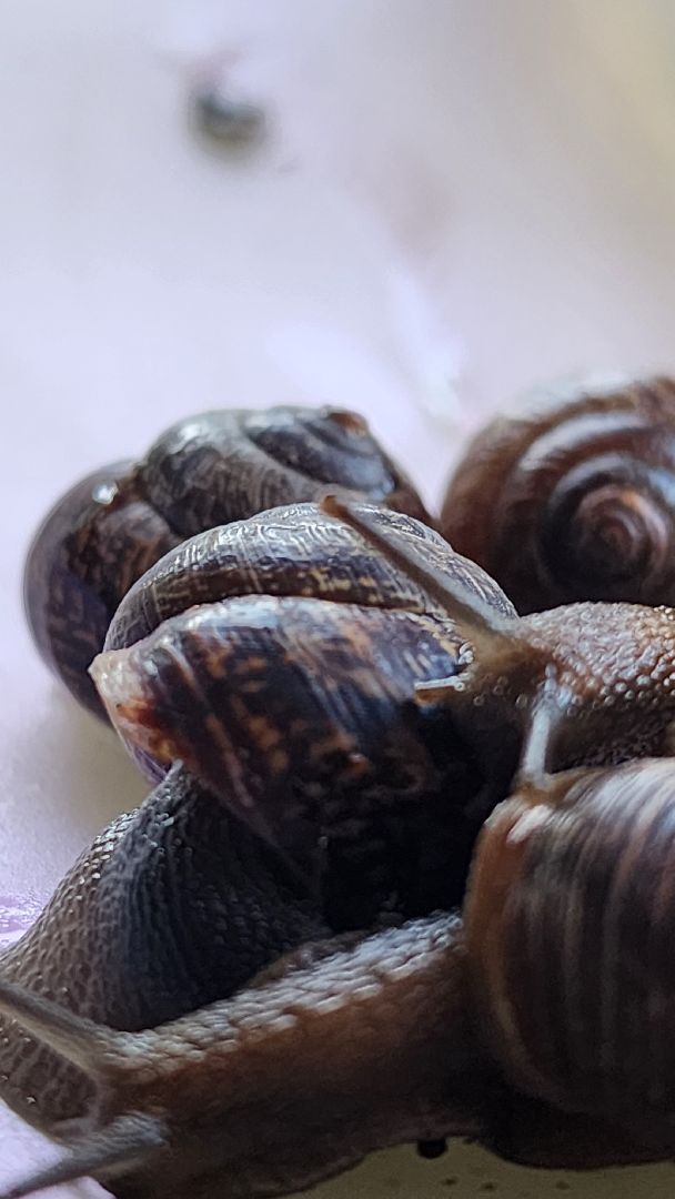 Пушкино, Пушкинский округ, улитки, садоводы, природа, экология, общество