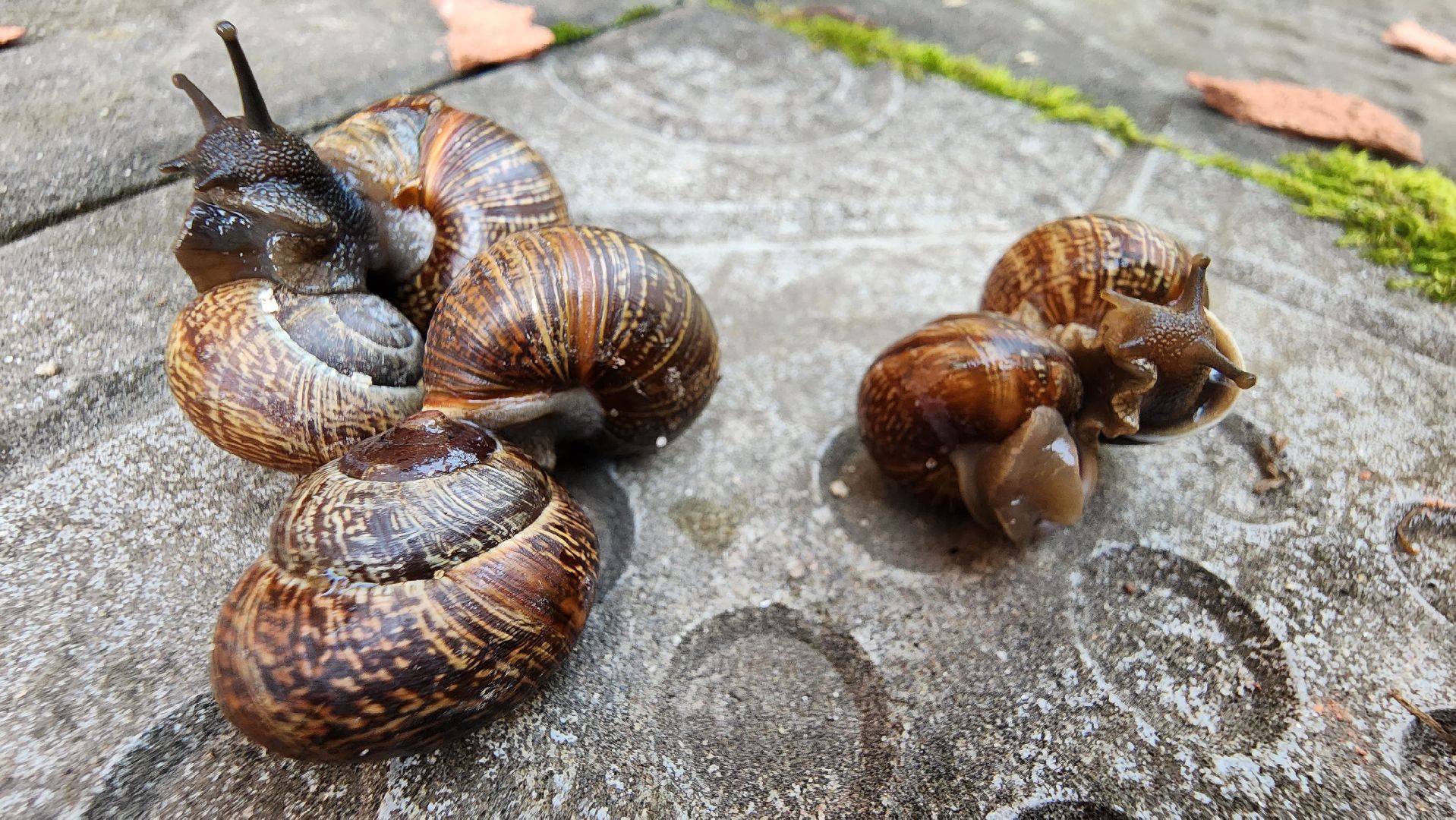 Пушкино, Пушкинский округ, улитки, садоводы, природа, экология, общество