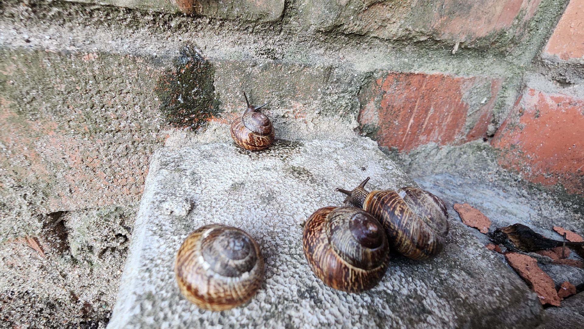 Пушкино, Пушкинский округ, улитки, садоводы, природа, экология, общество