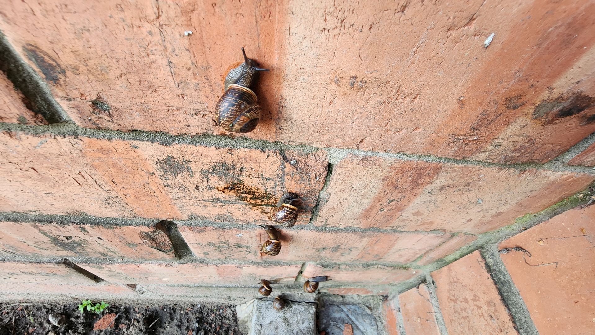 Пушкино, Пушкинский округ, улитки, садоводы, природа, экология, общество