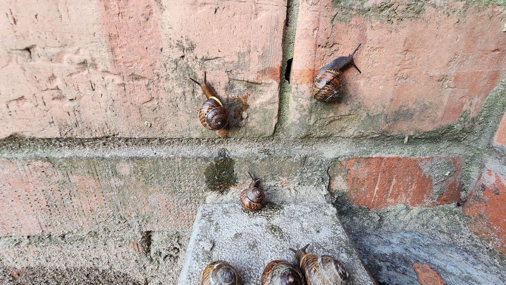 Пушкино, Пушкинский округ, улитки, садоводы, природа, экология, общество