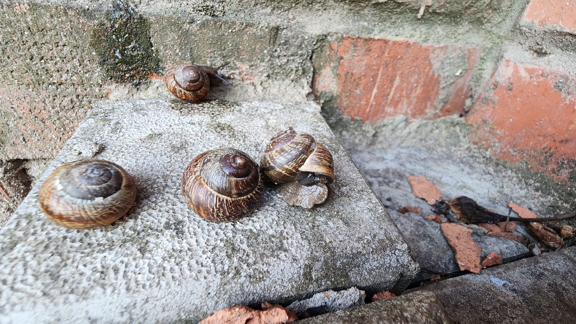 Пушкино, Пушкинский округ, улитки, садоводы, природа, экология, общество