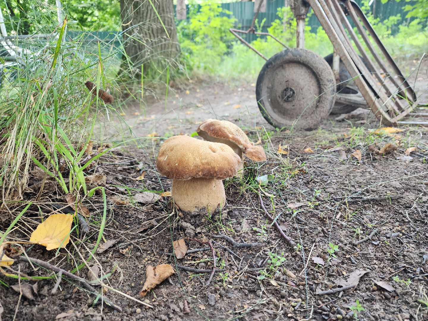 лето в подмосковье, знаменитости, дождь
