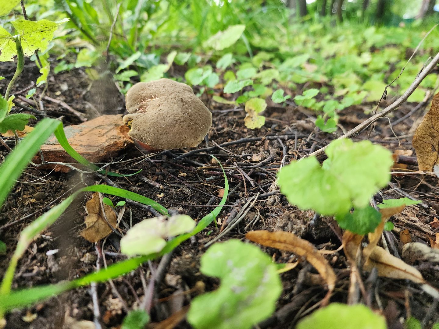 лето в подмосковье, знаменитости, дождь
