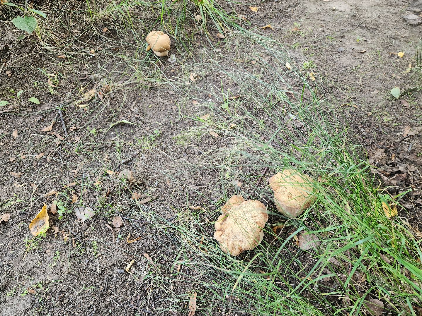 лето в подмосковье, знаменитости, дождь