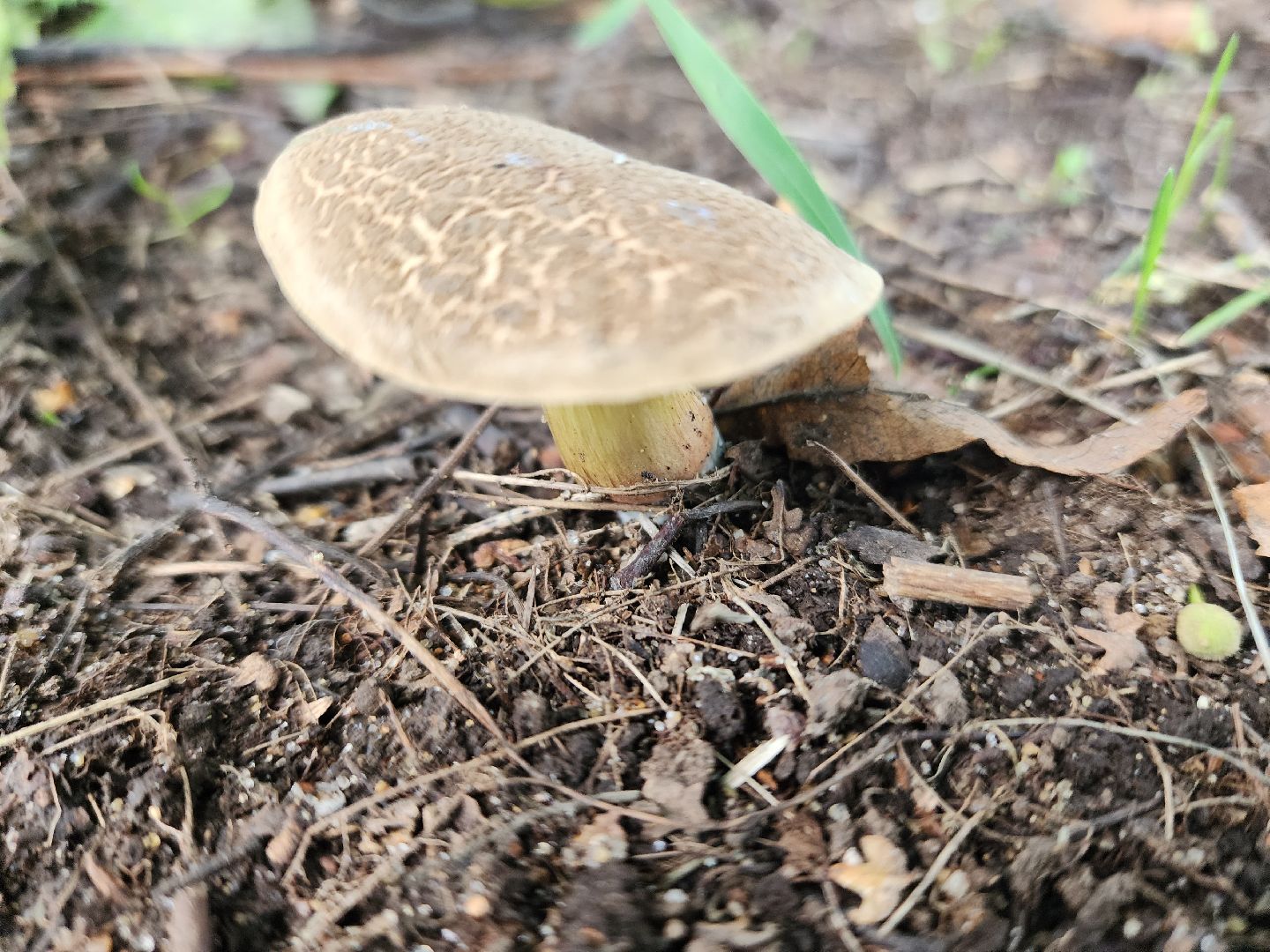 лето в подмосковье, знаменитости, дождь