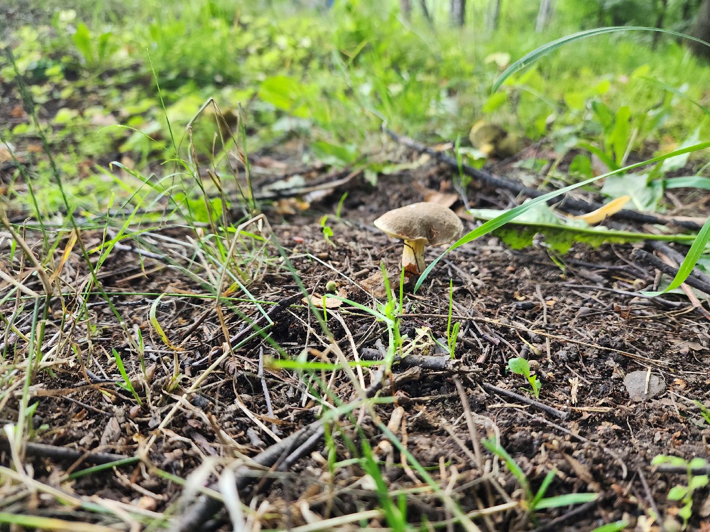 лето в подмосковье, знаменитости, дождь