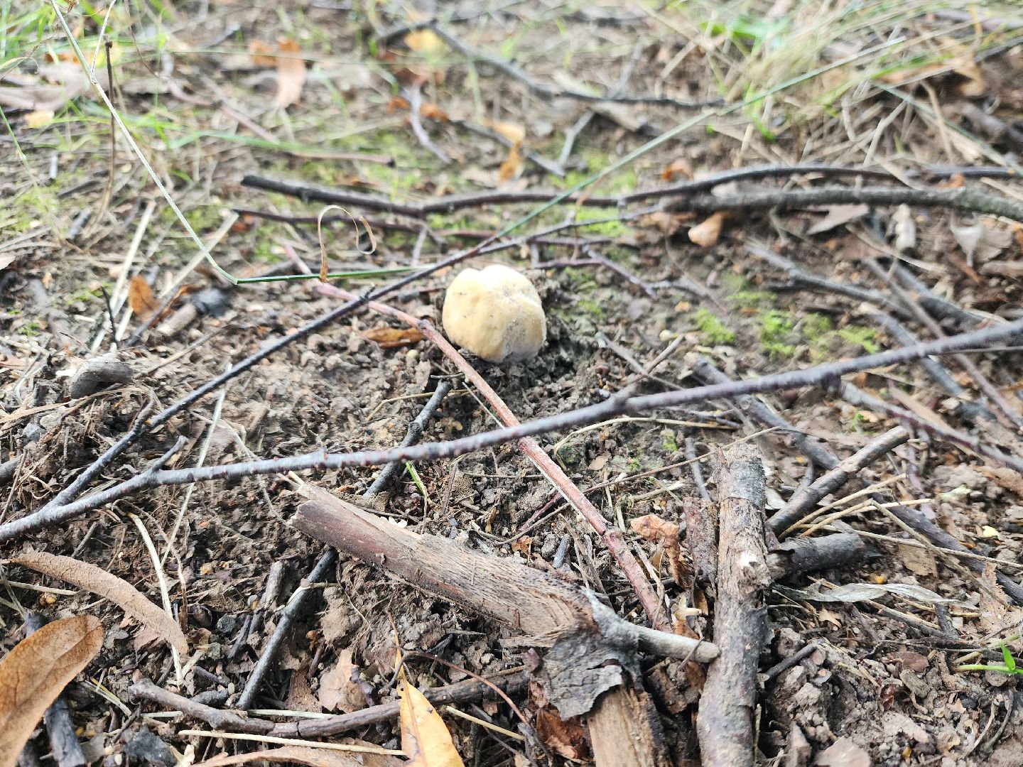 лето в подмосковье, знаменитости, дождь