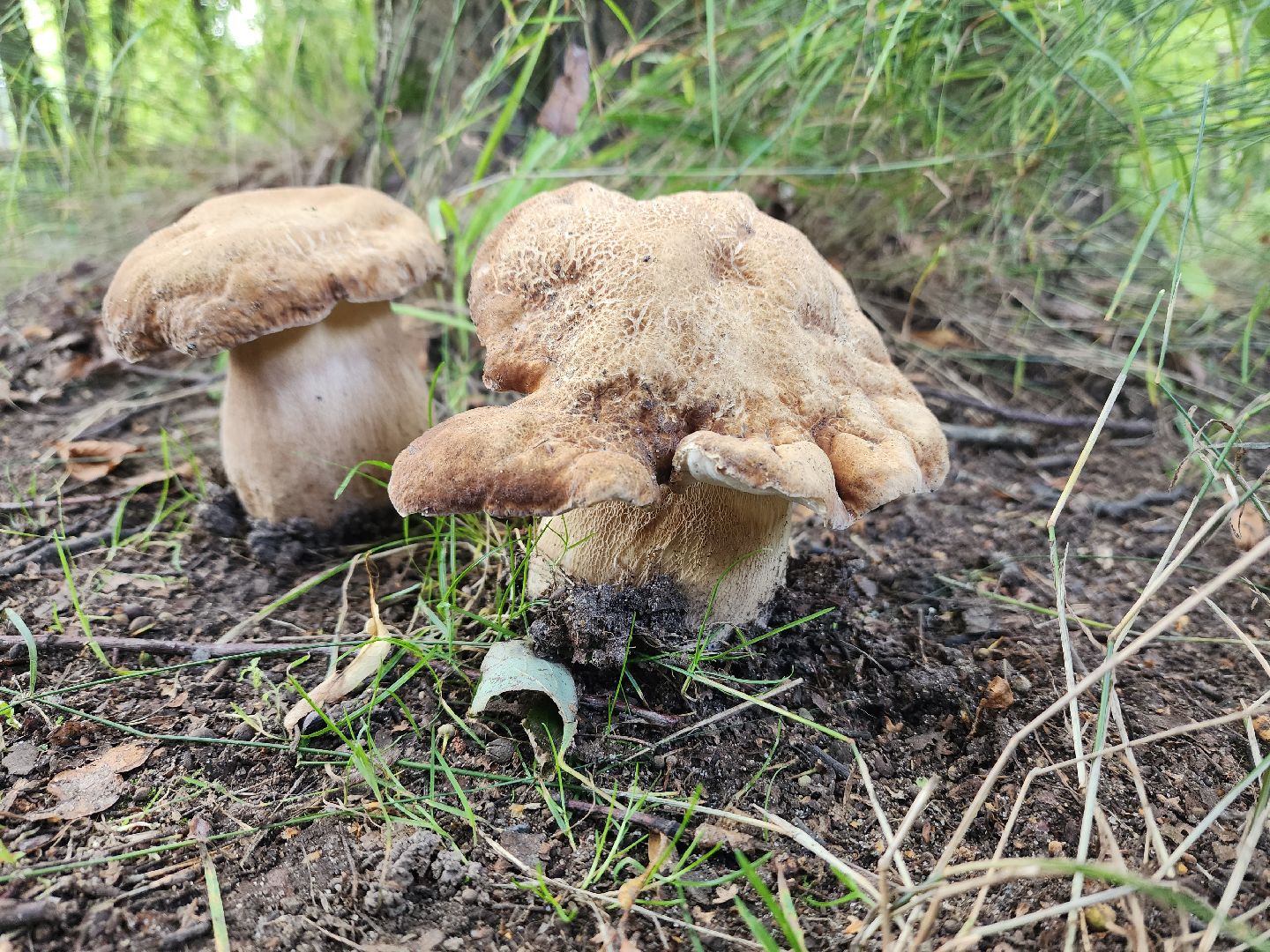 лето в подмосковье, знаменитости, дождь
