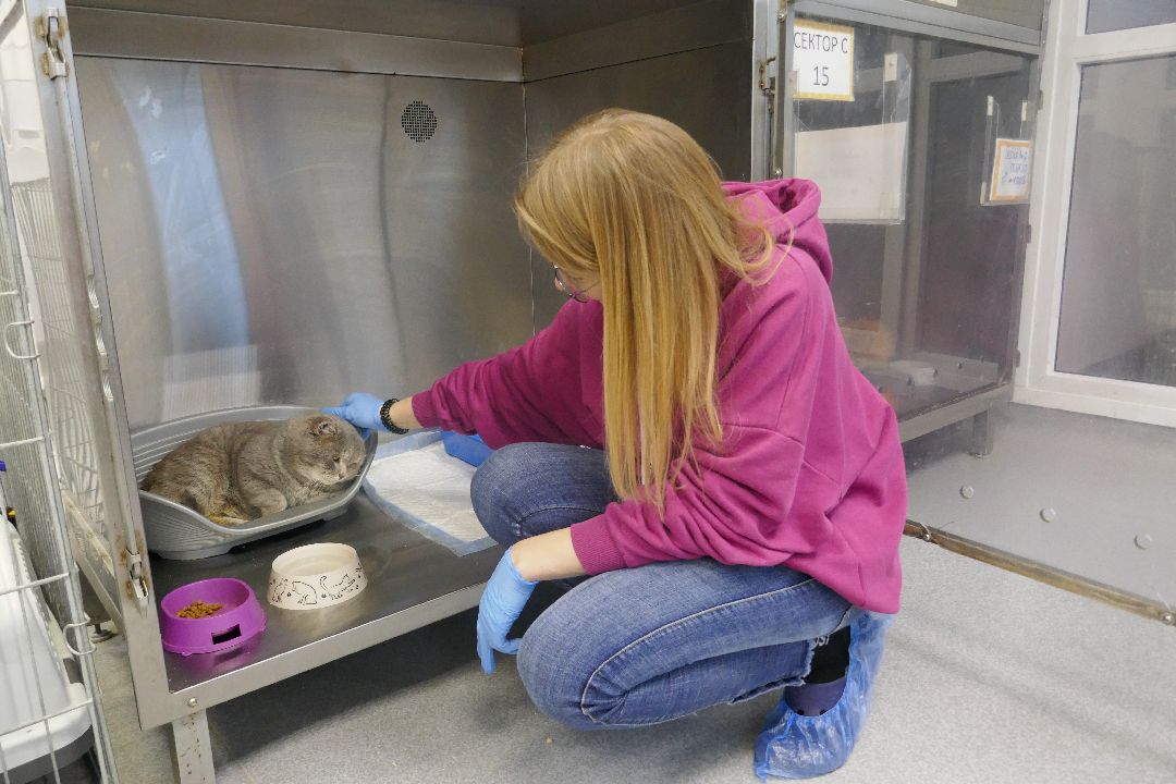 Подольск, волонтеры