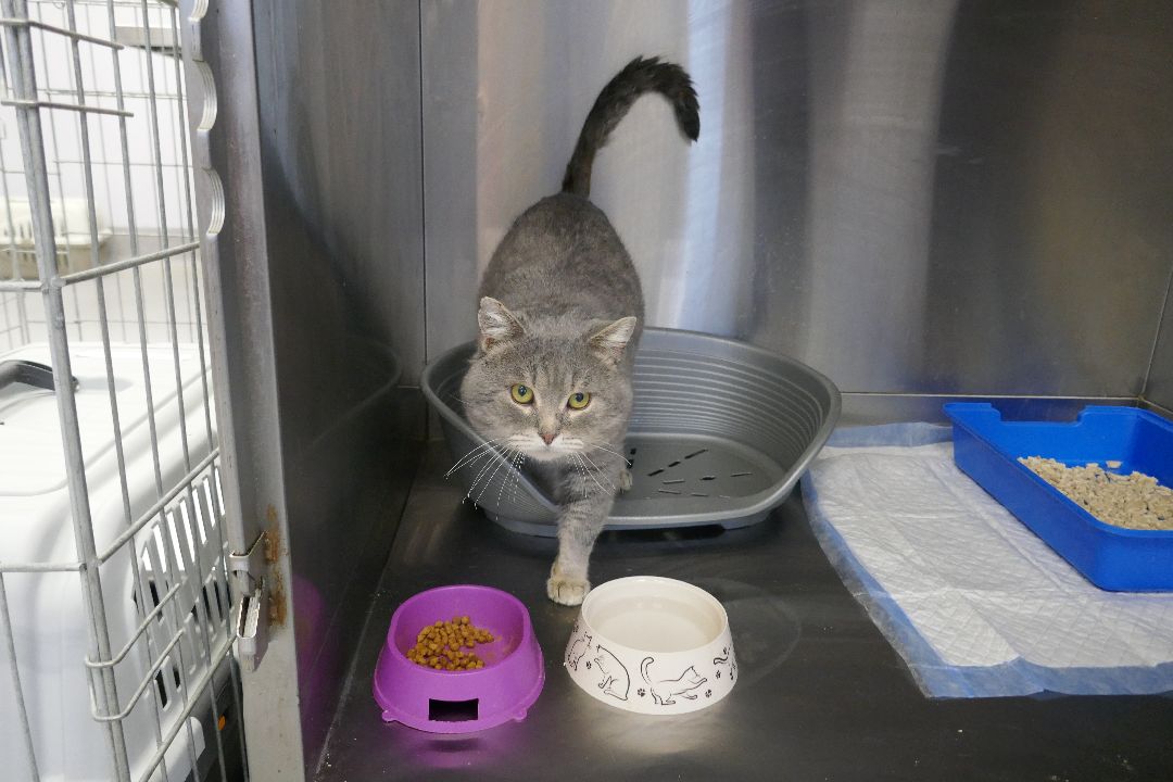 Подольск, волонтеры