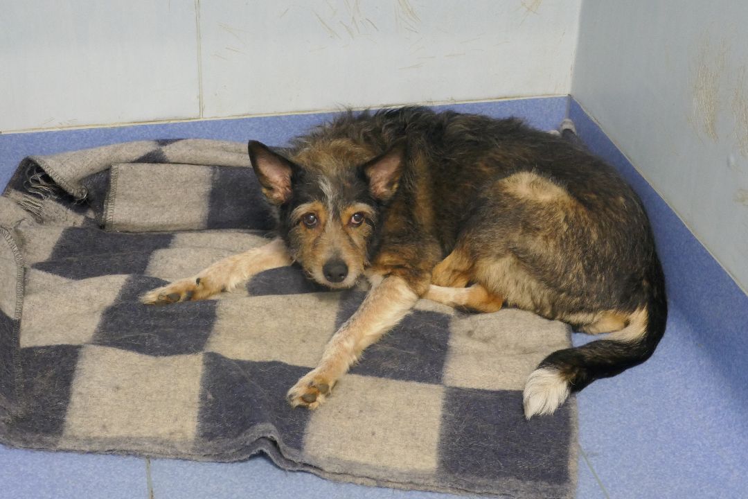 Подольск, волонтеры