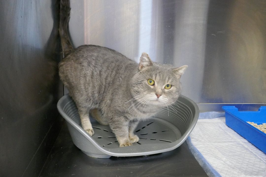 Подольск, волонтеры