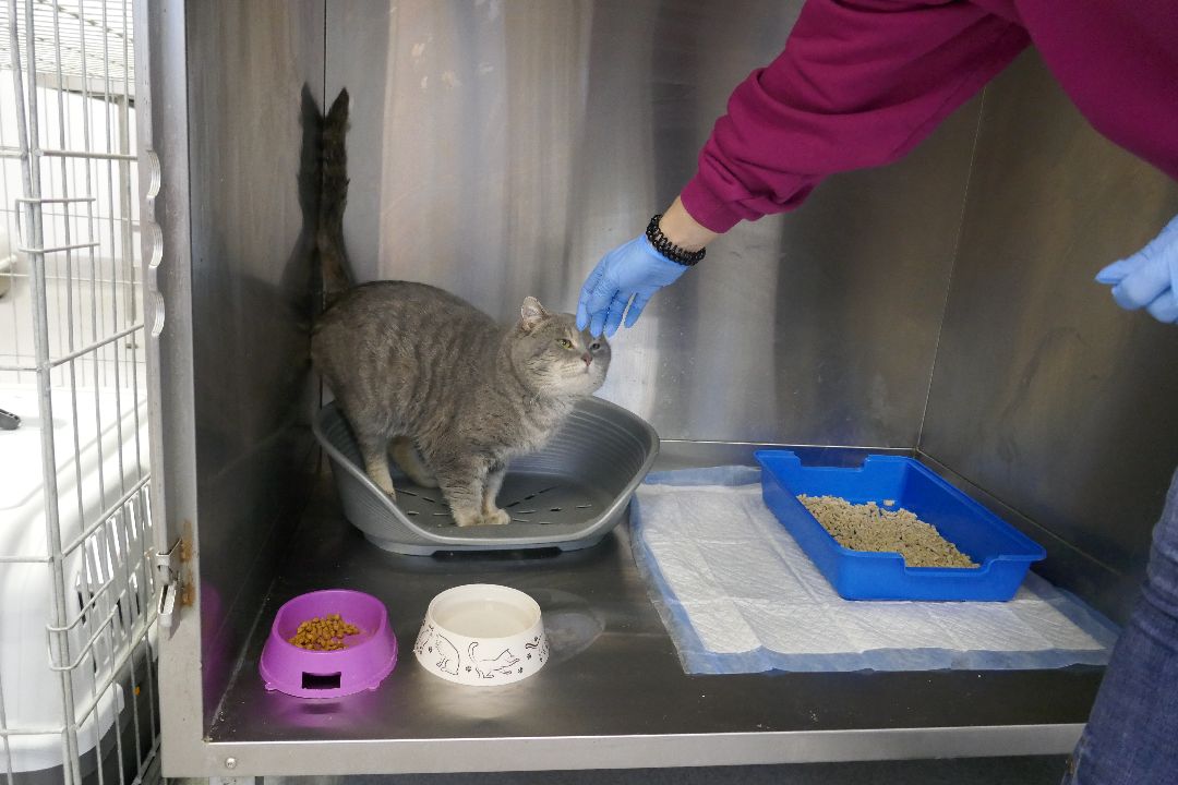 Подольск, волонтеры