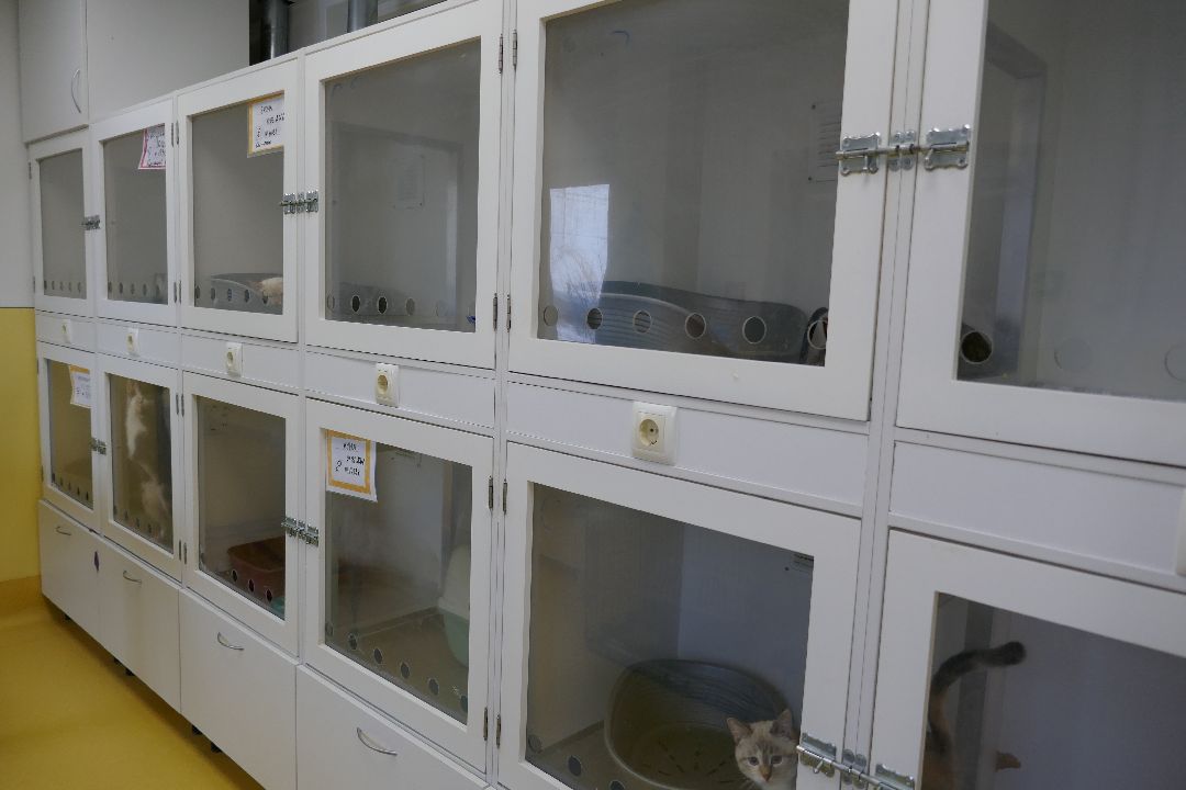 Подольск, волонтеры