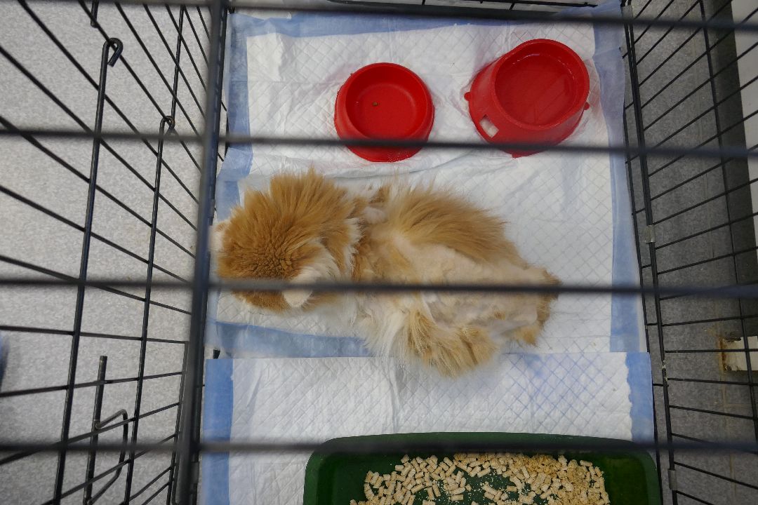 Подольск, волонтеры