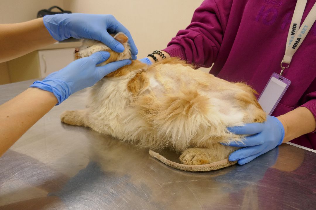 Подольск, волонтеры