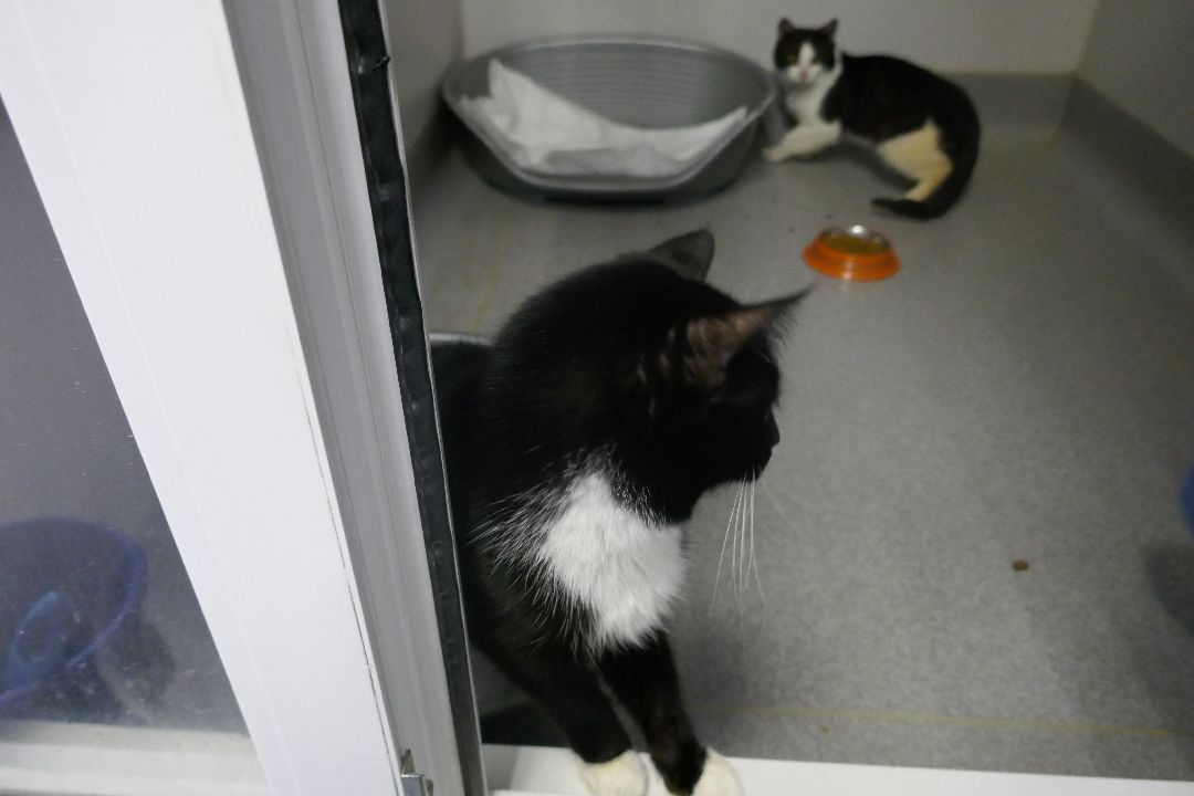 Подольск, волонтеры