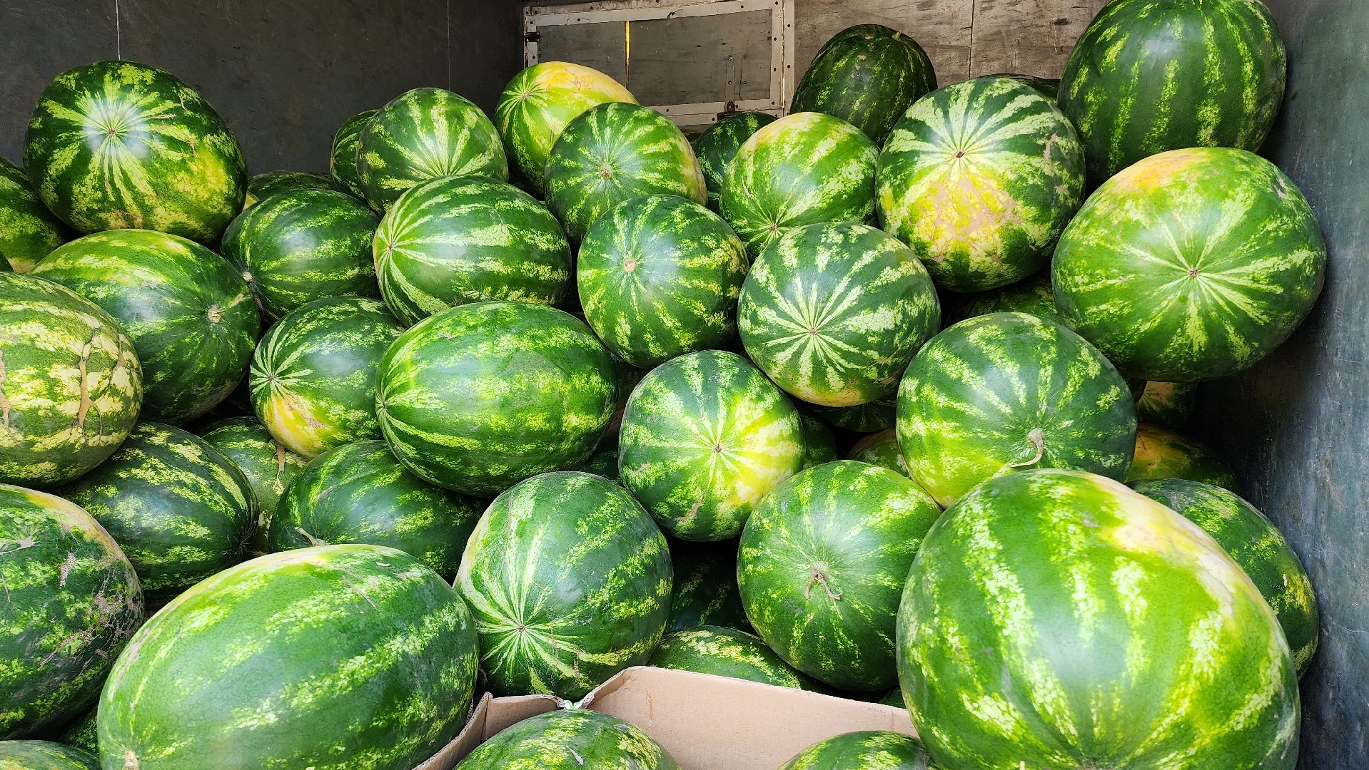 торговля, сезон арбузов,