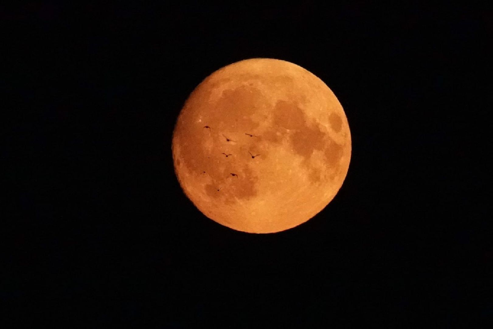 Сергиево-Посадский городской округ, Сергиев Посад, Природа, Луна, Суперлуние, Астрономическое явление, Фотограф
