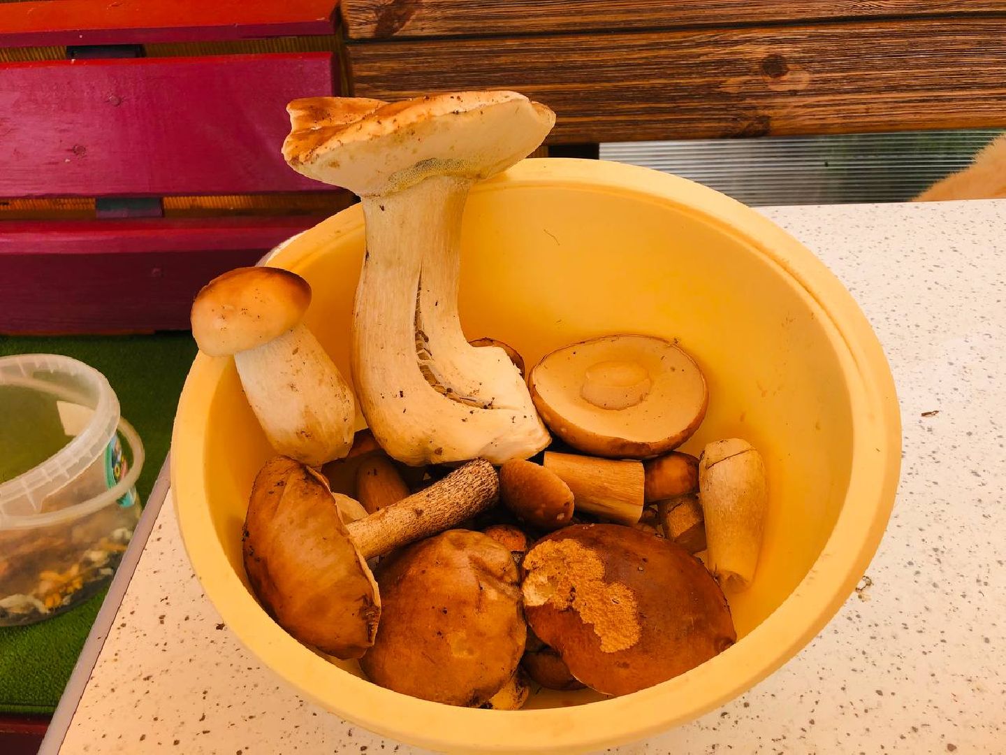 Рузский округ, грибы, грибники, леса подмосковья, грибной сезон