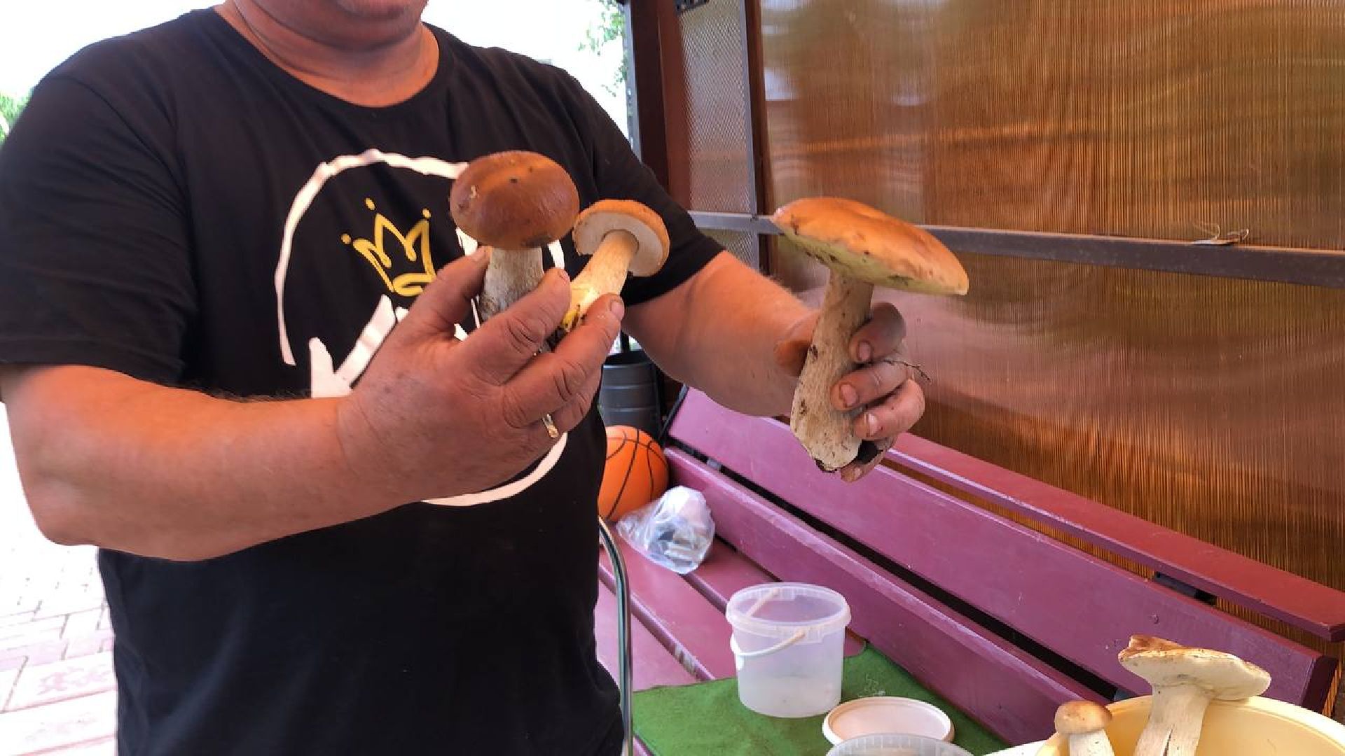 Рузский округ, грибы, грибники, леса подмосковья, грибной сезон