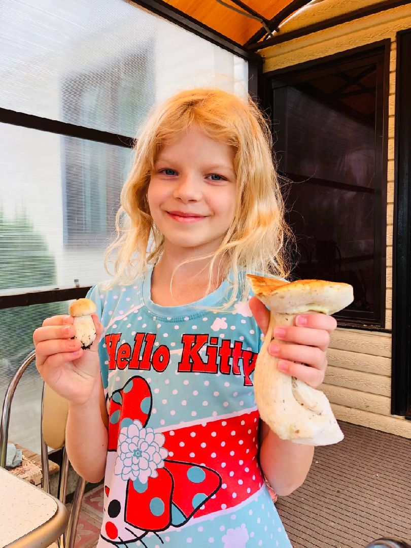 Рузский округ, грибы, грибники, леса подмосковья, грибной сезон