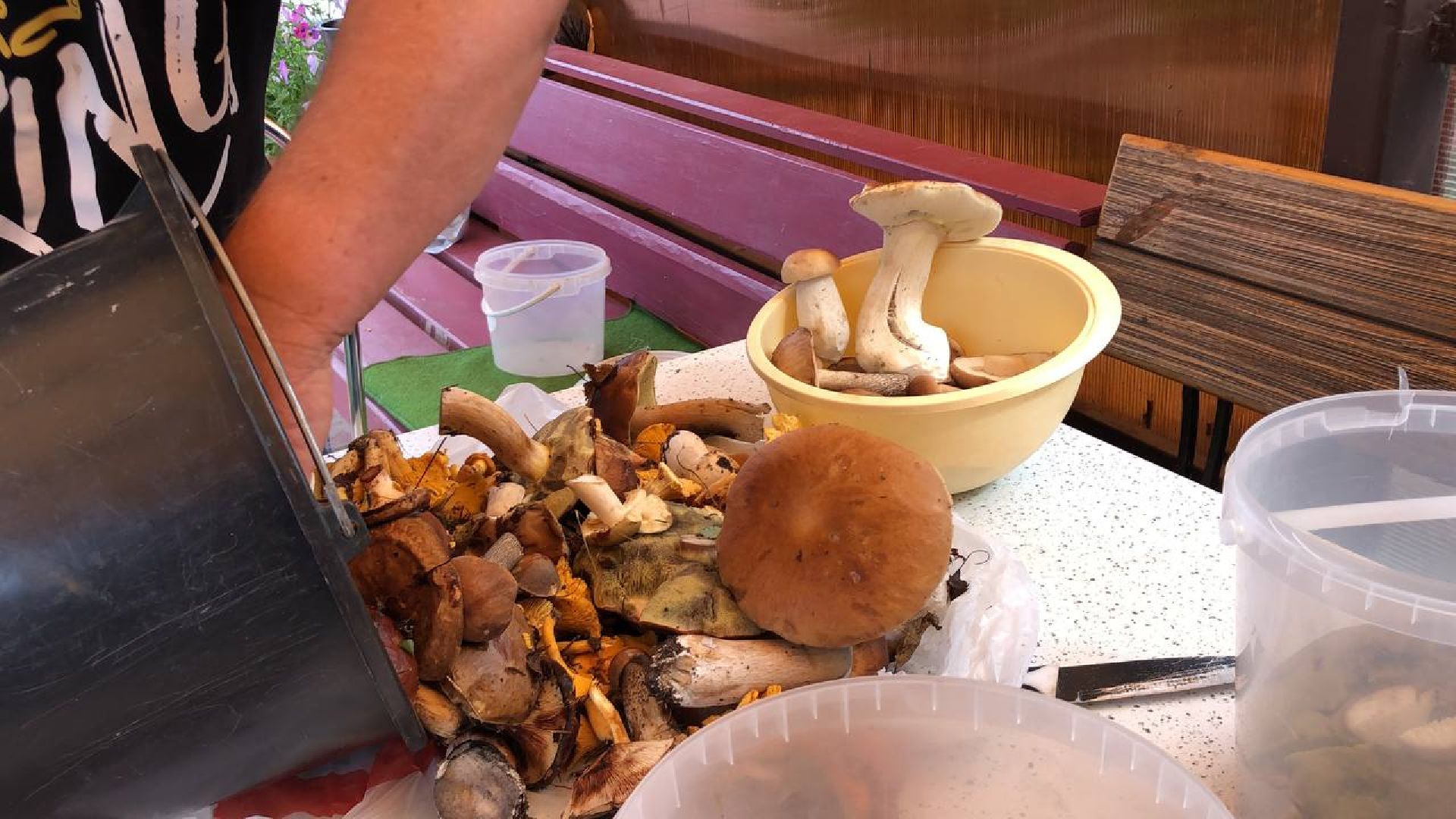 Рузский округ, грибы, грибники, леса подмосковья, грибной сезон