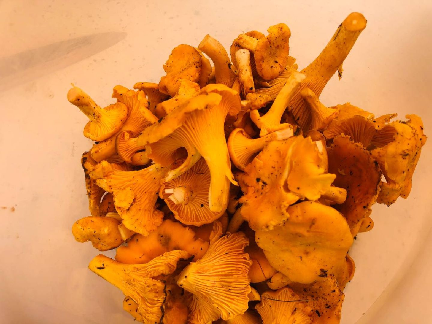 Рузский округ, грибы, грибники, леса подмосковья, грибной сезон