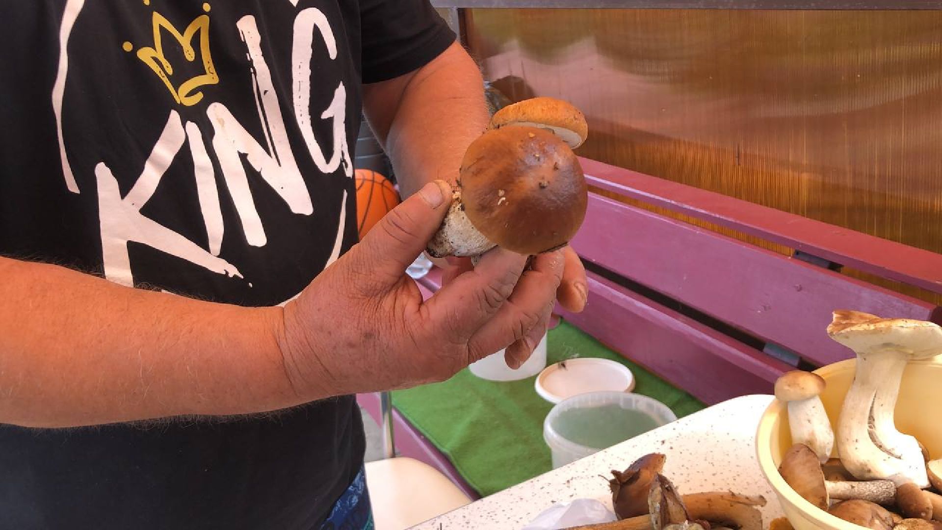 Рузский округ, грибы, грибники, леса подмосковья, грибной сезон