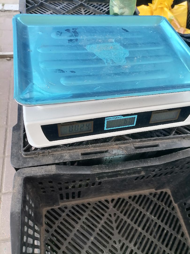 арбузыдыни