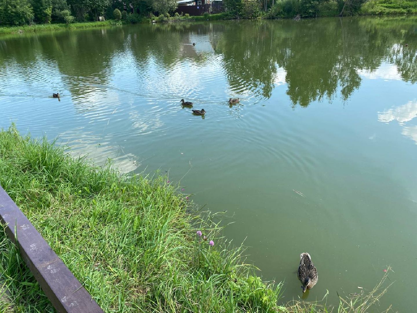 Чехов, очистка прудов, губернатор, программа, «100 прудов и озер»