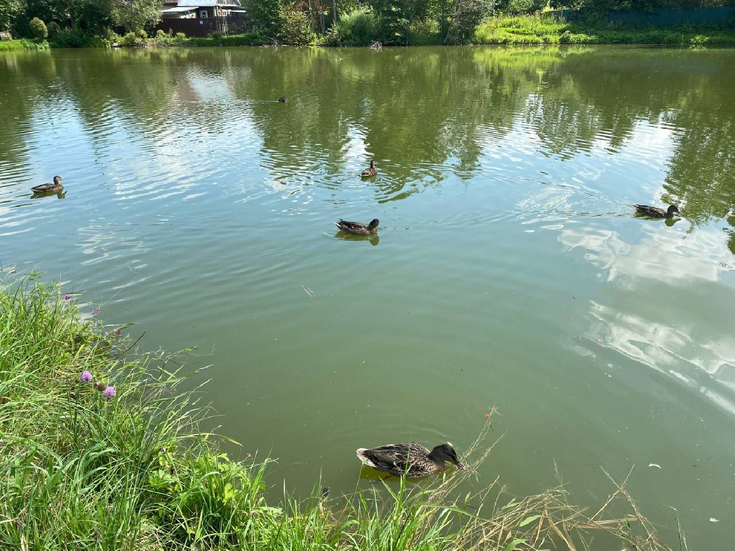 Чехов, очистка прудов, губернатор, программа, «100 прудов и озер»