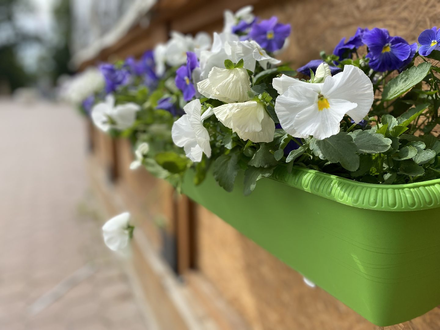 Домодедово, озеленение, центральные улицы, центр города, однолетние цветы, виолы, петунии