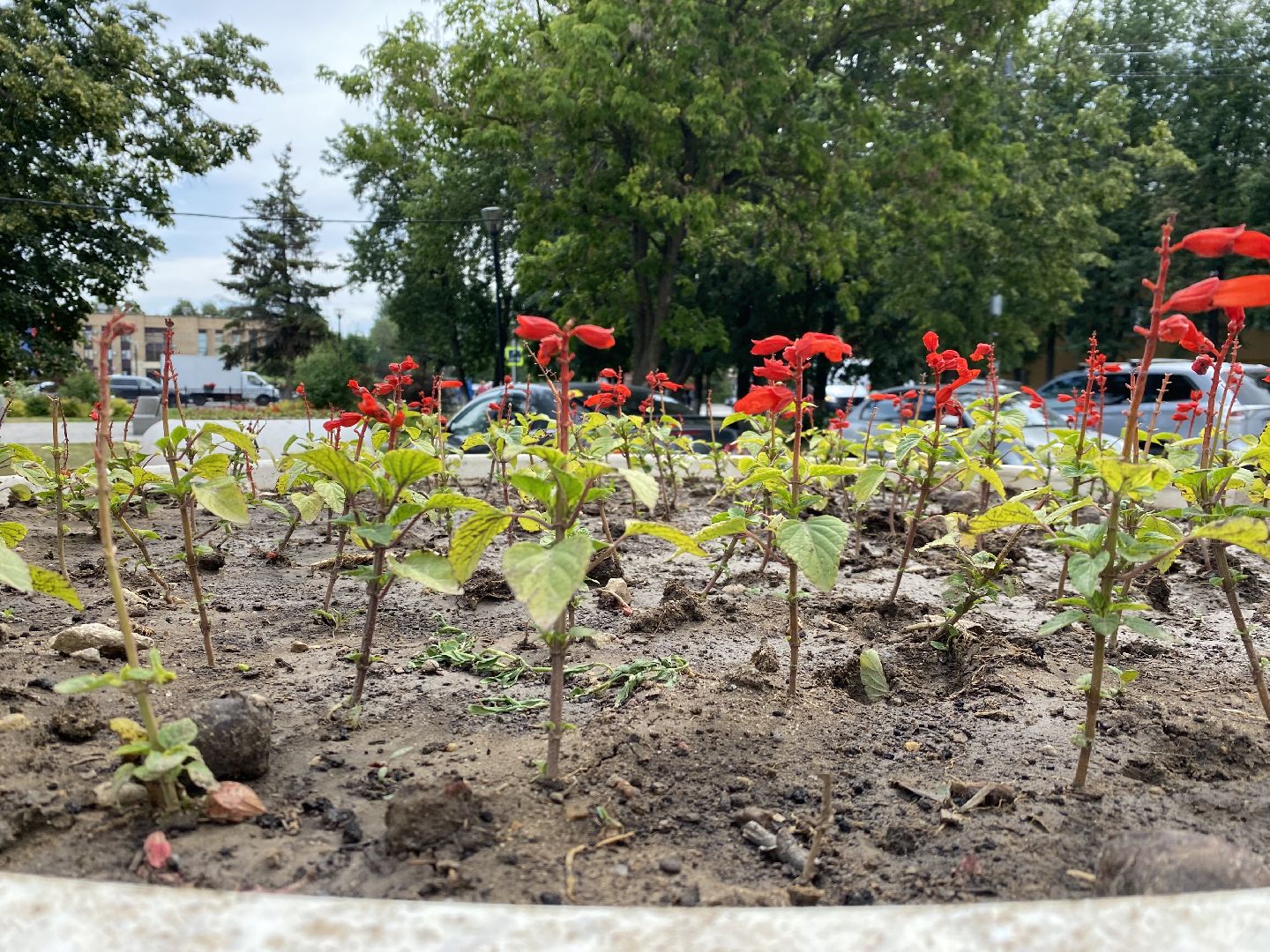 Домодедово, озеленение, центральные улицы, центр города, однолетние цветы, виолы, петунии