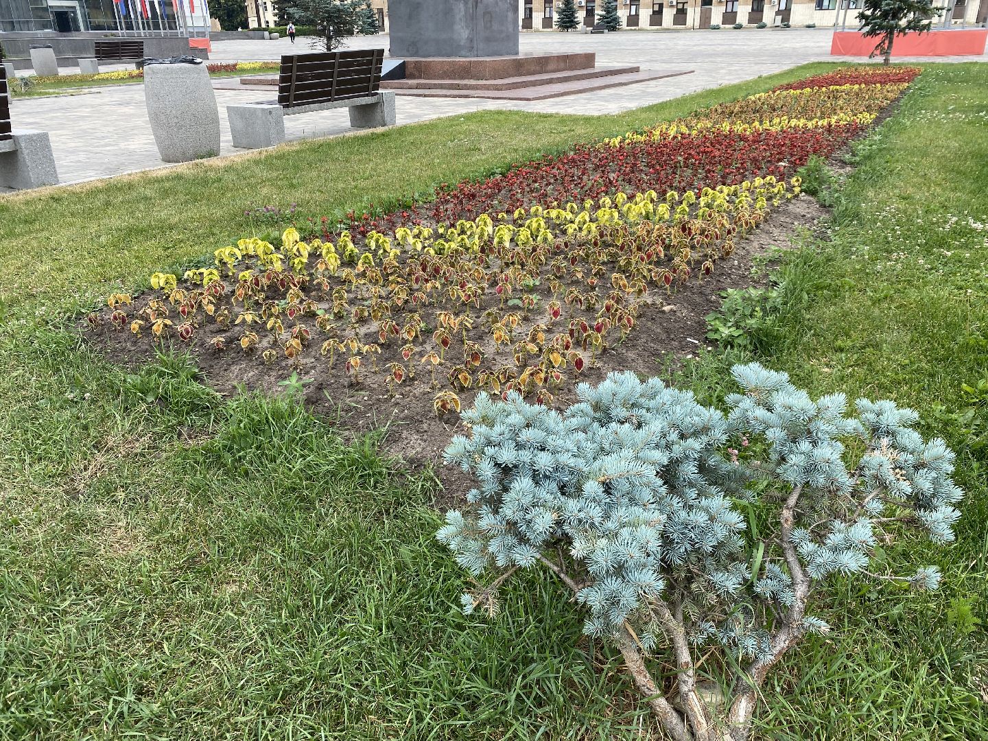 Домодедово, озеленение, центральные улицы, центр города, однолетние цветы, виолы, петунии