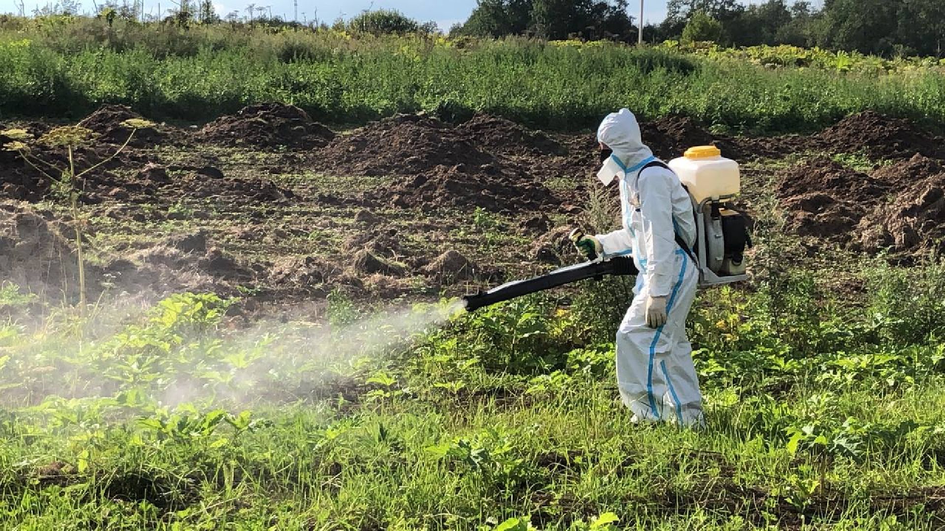 Руза, борщевик Сосновского, борьба с борщевиком, ядовитый сорняк, экология