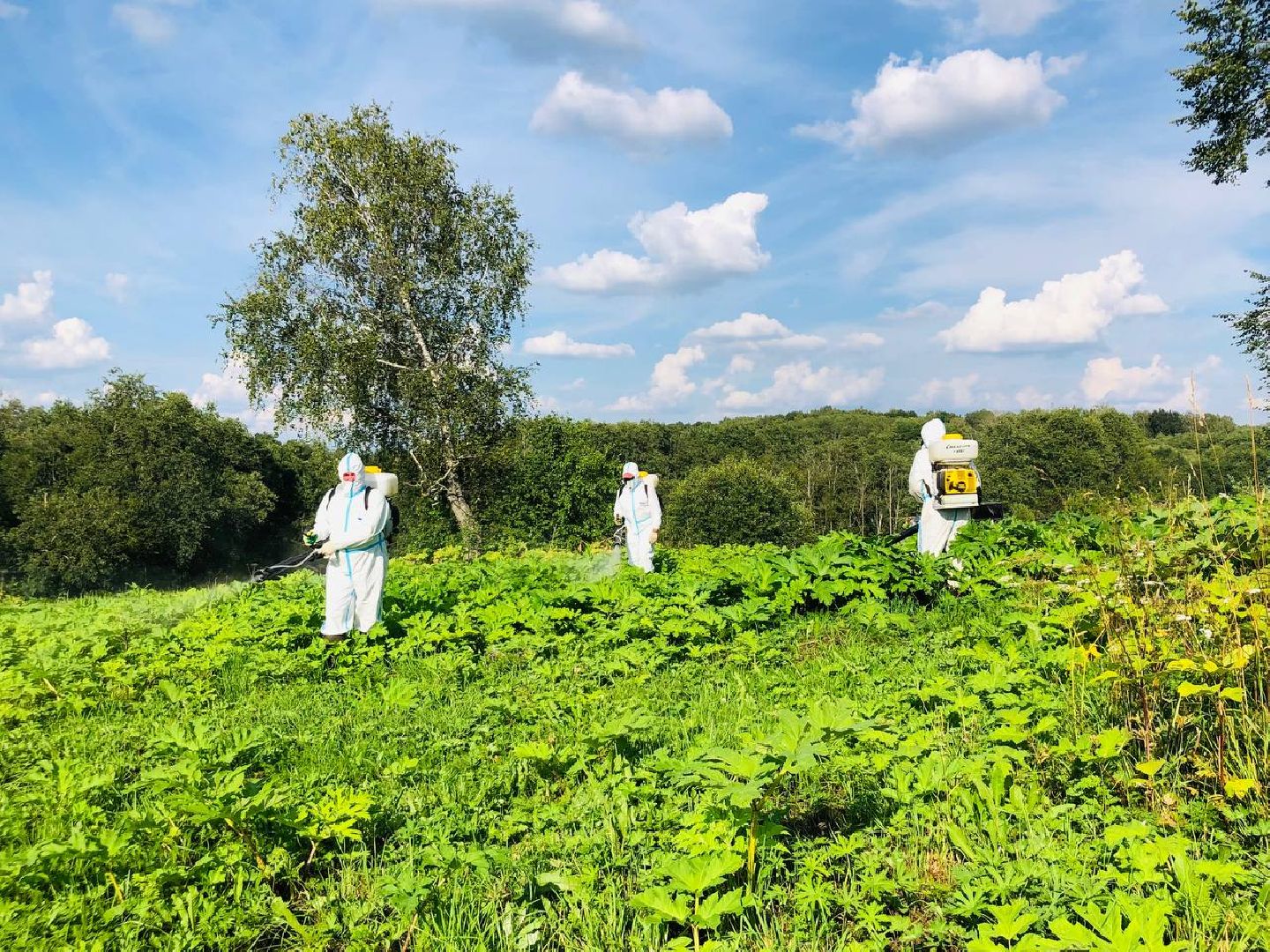 Руза, борщевик Сосновского, борьба с борщевиком, ядовитый сорняк, экология