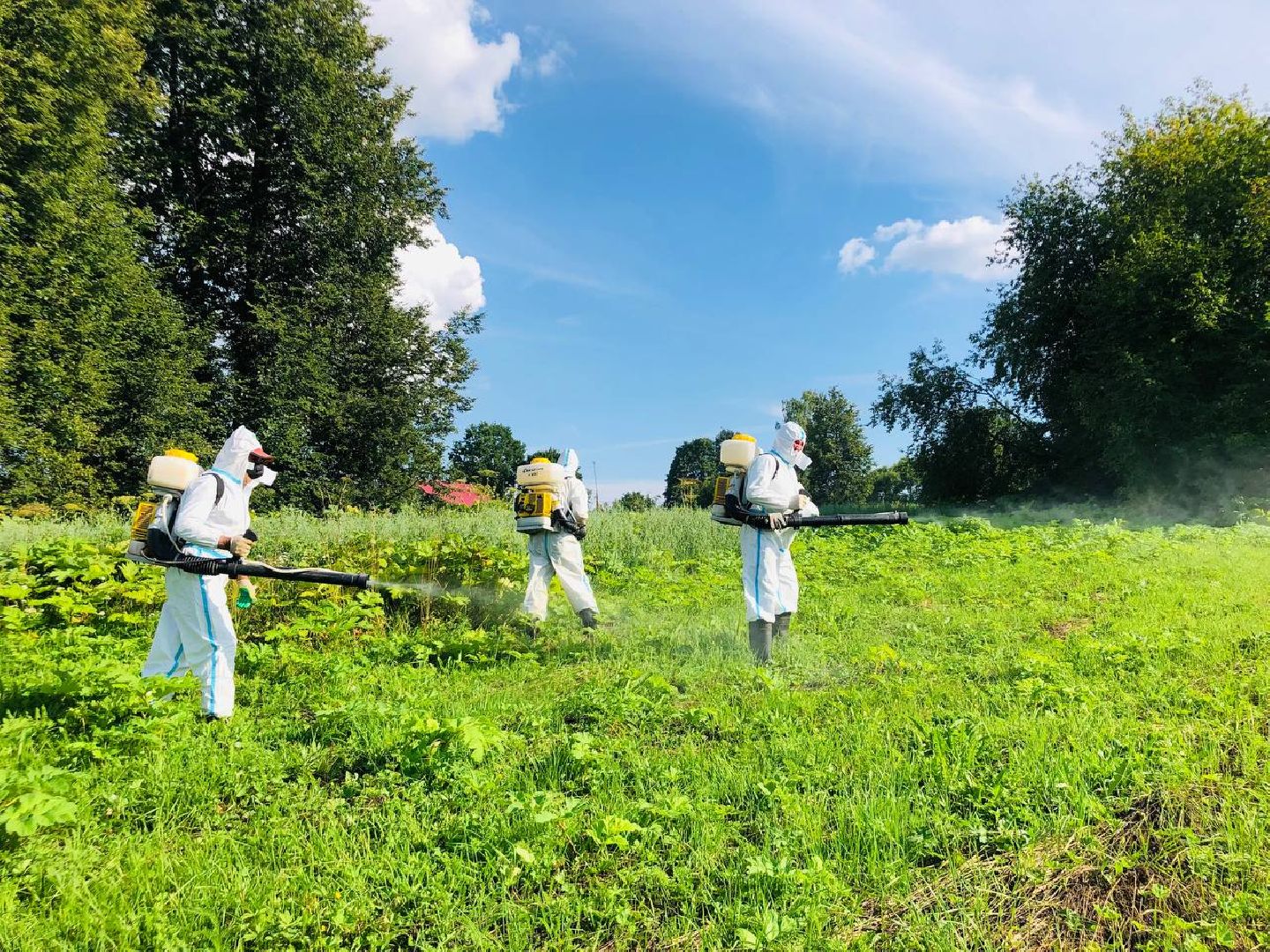 Руза, борщевик Сосновского, борьба с борщевиком, ядовитый сорняк, экология