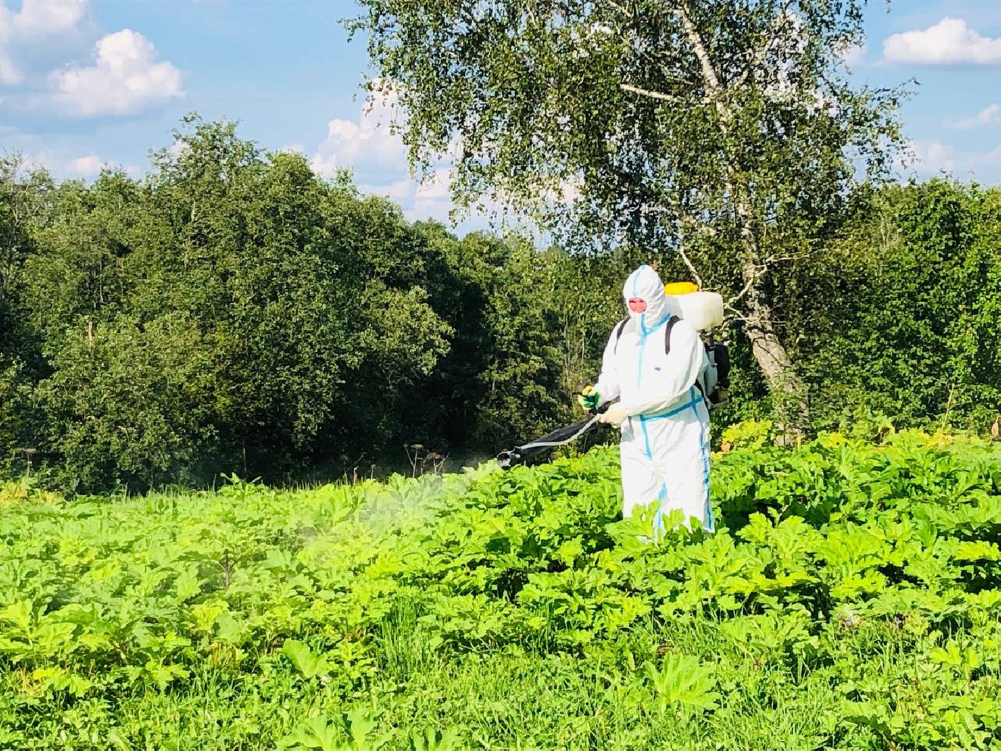 Руза, борщевик Сосновского, борьба с борщевиком, ядовитый сорняк, экология