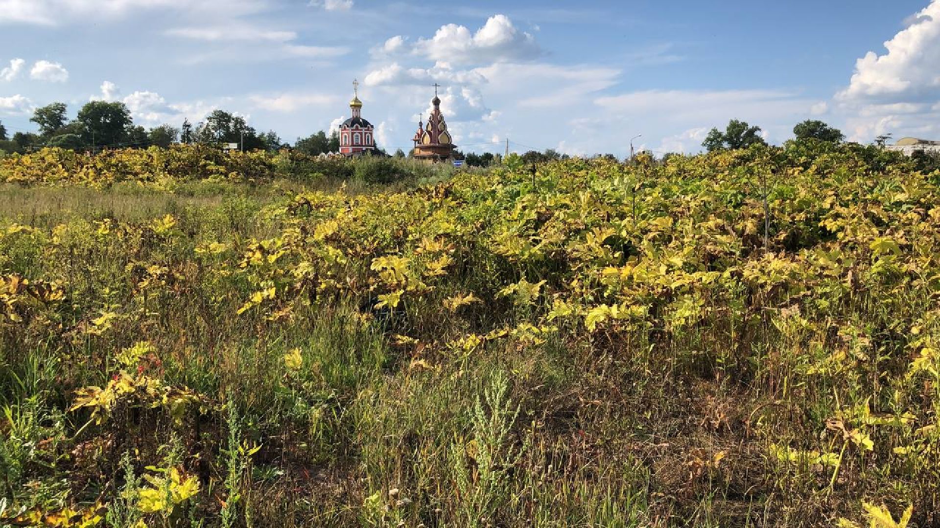 Руза, борщевик Сосновского, борьба с борщевиком, ядовитый сорняк, экология